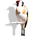 Feat Goldfinch