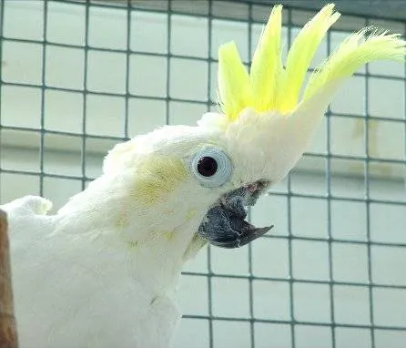 Burung kakatua betina yang cacat akibat agresi dari burung jantan