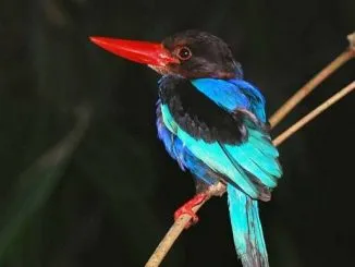Javan Kingfisher 8am