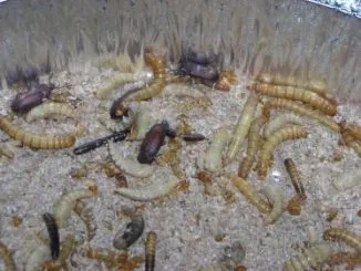 Upclose Mealworms