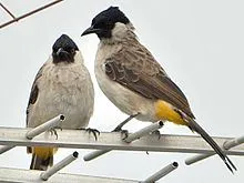 Burung Kutilang