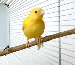 Images6