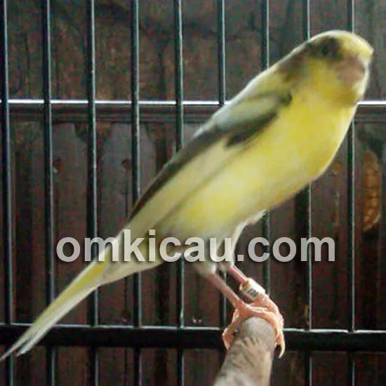 NF2IS Bird Farm Kenari