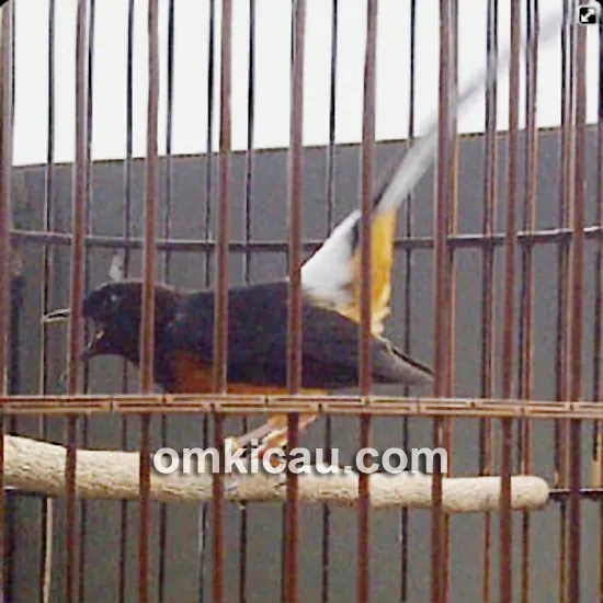 murai batu Trisula
