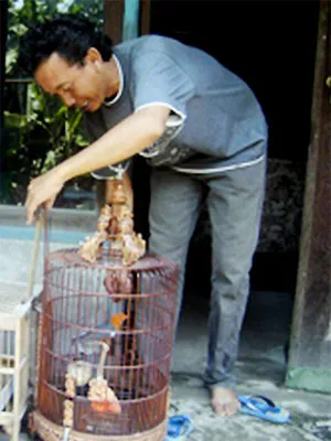 anis merah jawara