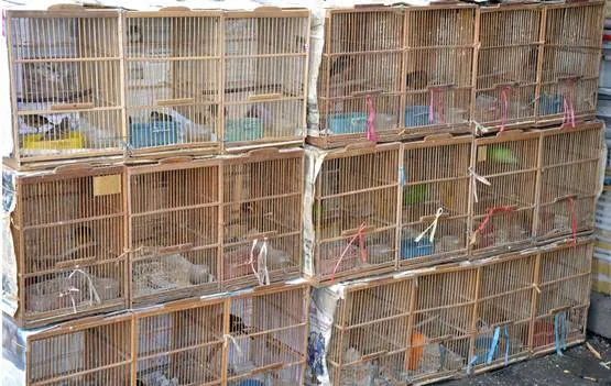 Pasar burung