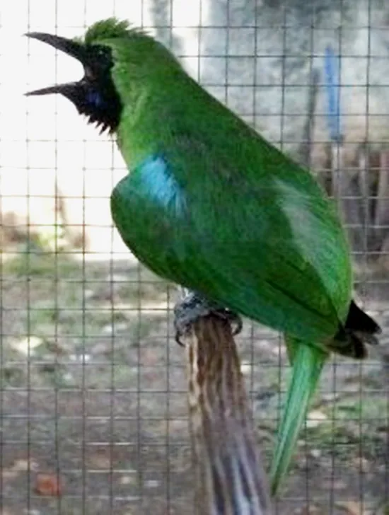 Cucak hijau Aspal