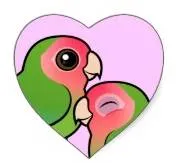 Lovebird