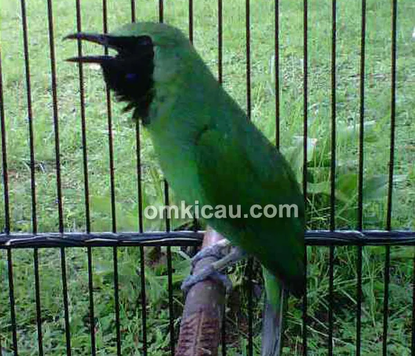 Cucak hijau Dick Doank