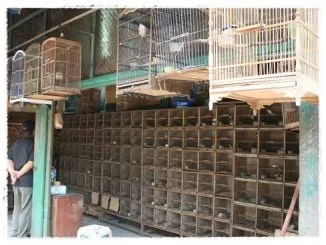 Kios Burung Di Jakarta