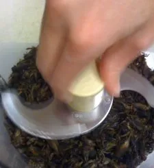 Membuat Tepung Jangkrik