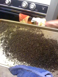 Tepung jangkrik sebagai solusi