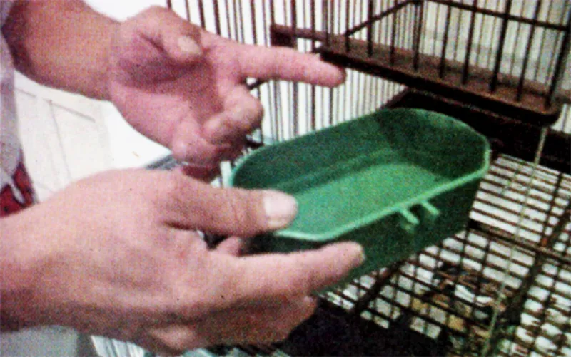 perawatan burung kenari perawatan burung kenari
