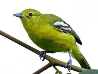 Ciora7