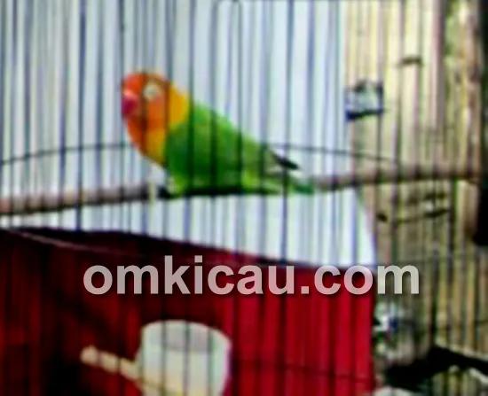 Lovebird Mawar