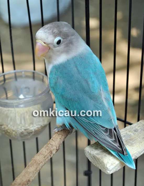 Lovebird Elektra