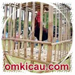 Feat Ayam Pelung