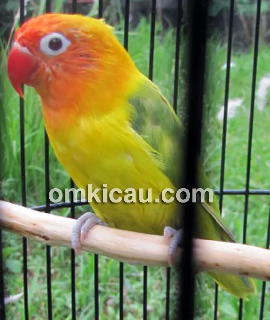 Lovebird Bule