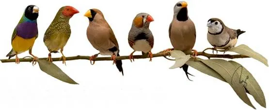 Ragam jenis finch yang beraneka warna dan bentuk