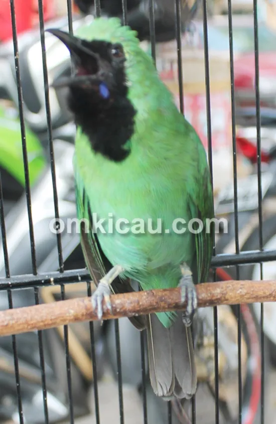 Cucak hijau Mr Granat