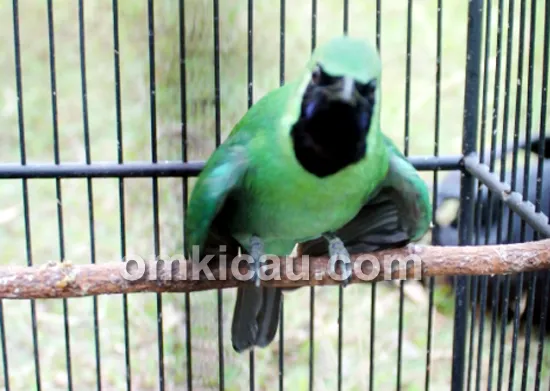 cucak hijau bromo
