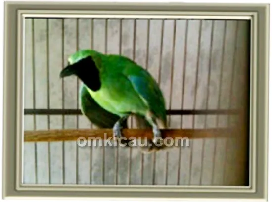 Cucak hijau Sing A Song