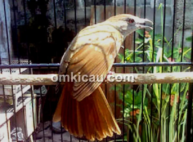 Kapas tembak Pegasus