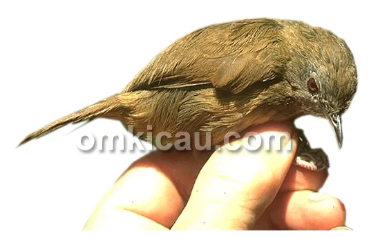 Burung mini hwamei