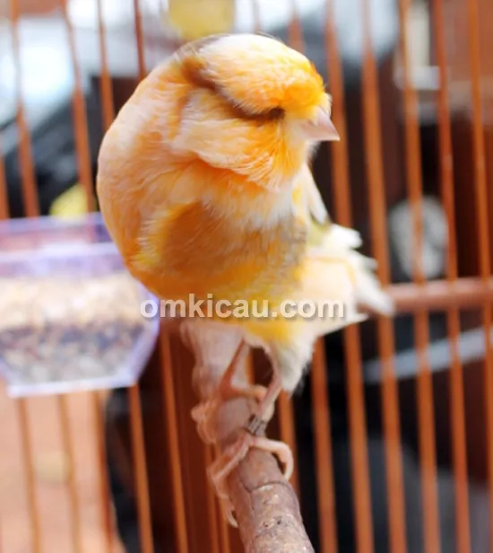 Breeding kenari Cak Udin Depok