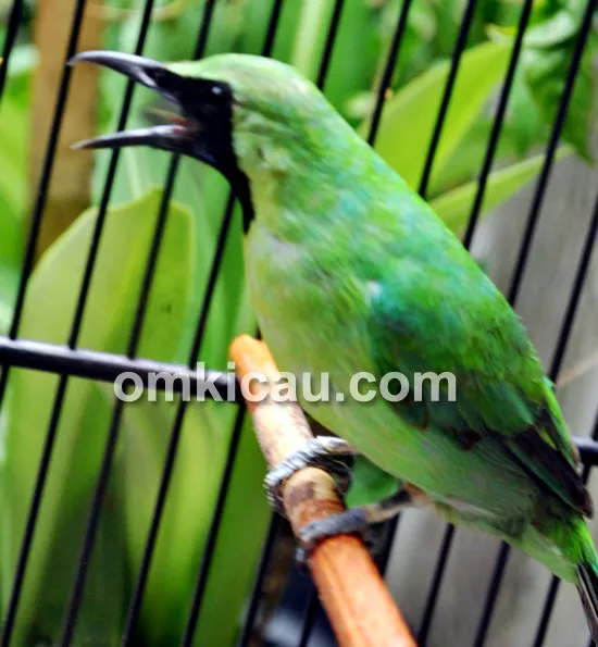 Cucak hijau Air Bunda