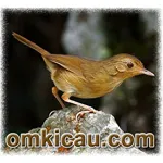 Feat Buff Breasted Babbler