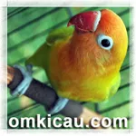Feat Lovebird Liontin