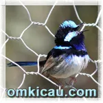 Feat Superb Fairywren
