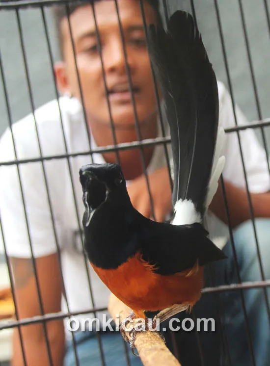 Murai batu Platinum
