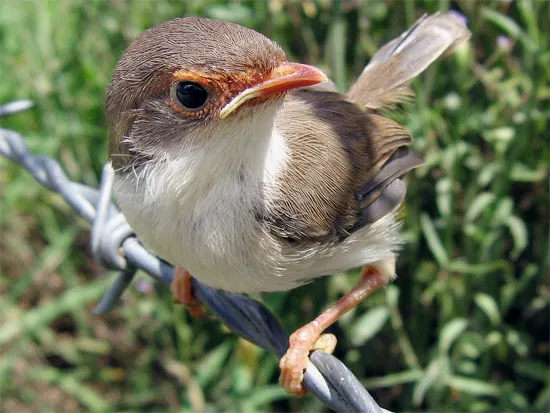 Anakan burung cikrakperi biru