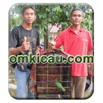 Cucak Hijau Steam