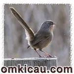 Feat Wrentit