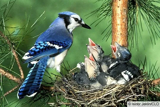 Blue jay
