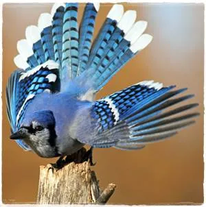 Perilaku unik burung blue jay