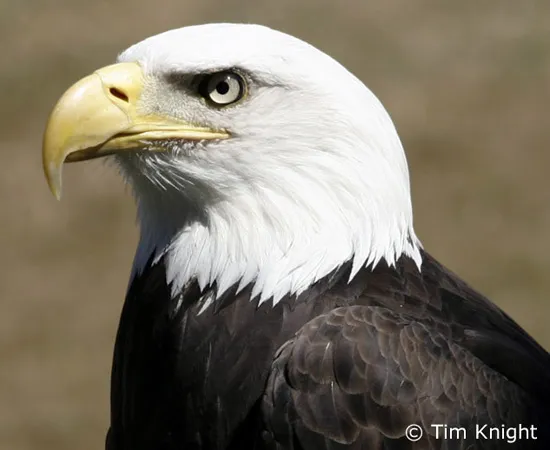 Burung elanglaut bald