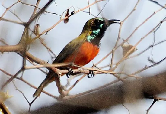 Burung-madu matari