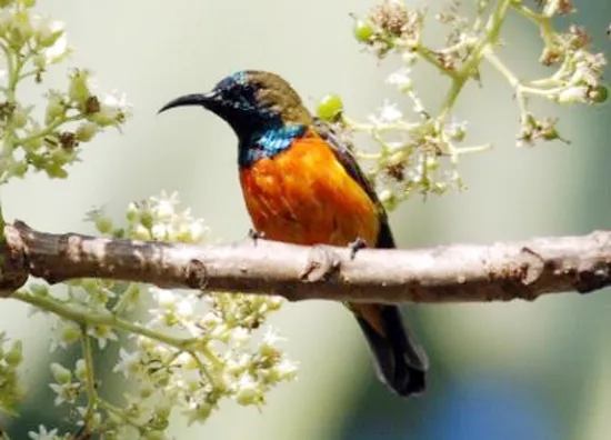 Burung-madu matari
