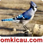 Feat Blue Jay