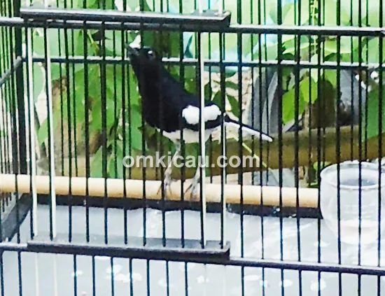 Kacer Embun Sakti