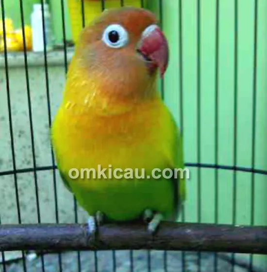 Lovebird Anggun