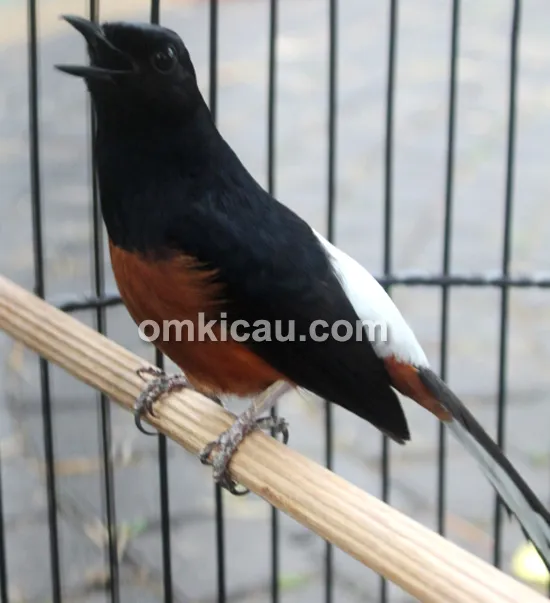 Murai batu Naga Hitam