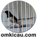 Pancu1