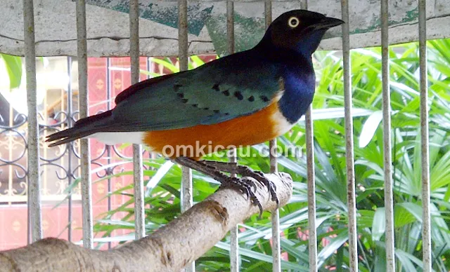 Burung jalak afrika