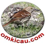 Feat Brown Thrasher