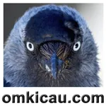 Feat Jackdaw